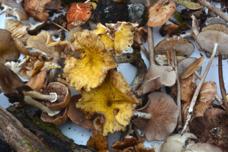 A Beginners Guide to Foraging for Wild Mushrooms Image